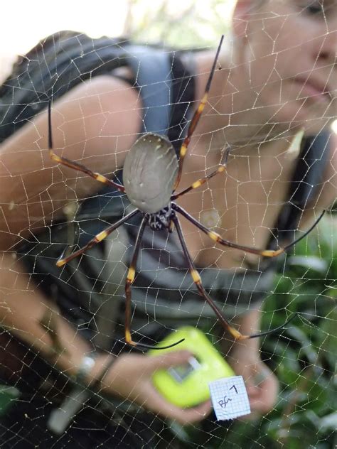 City Spiders Are Getting Bigger — But Thats A Good Thing