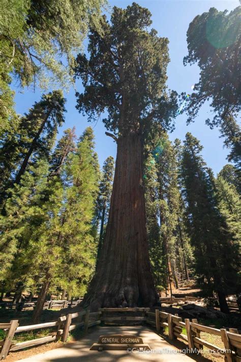 General Sherman Tree The Largest Tree On Earth By Volume California