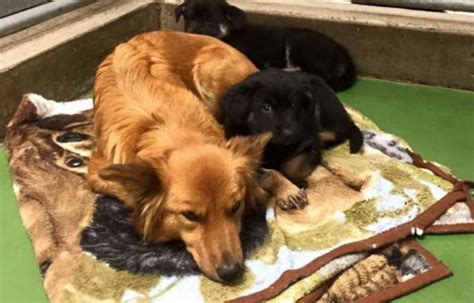 Perra Escapa De Su Celda Para Consolar Unos Cachorros Que Lloraban Video