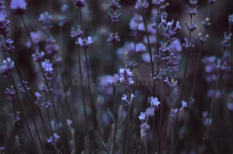 Very Beautiful Purple Lavender Stock Image Image Of Design Gardening