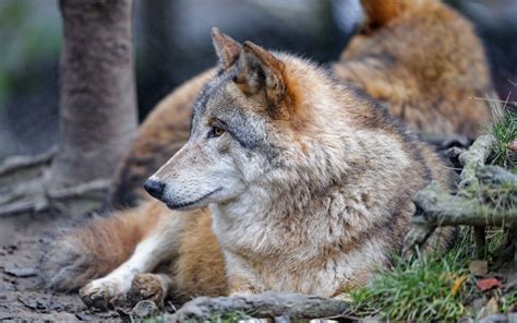 Download Wallpaper 3840x2400 Wolf Animal Predator Brown Glance 4k