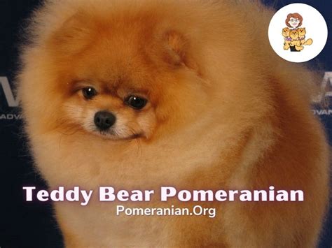 Pomeranian Faces Teddy Bear Pomeranian Baby Doll Pomeranian Or Fox