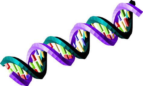 Big Image Ds Dna Strand Transparent Clipart Full Size Clipart