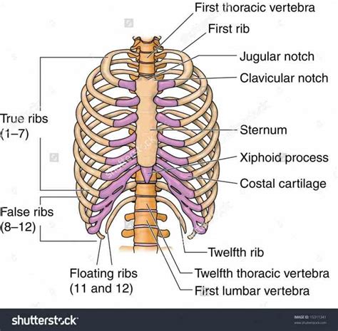 And Sternum Their Relationship To Chest Wall Anatomical Anatomy Of The