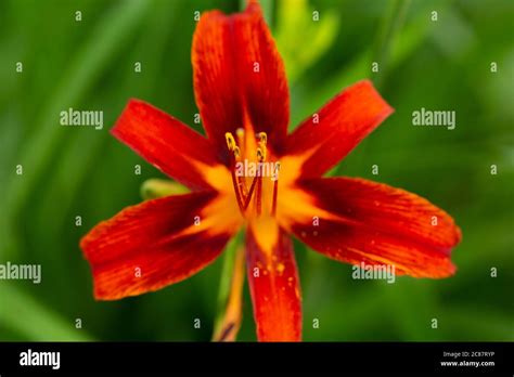 Fire Red Lily Stock Photo Alamy
