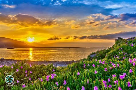 Beautiful Flowers On Sunset By Yorgos Anyf 500px Sunrise Sunset