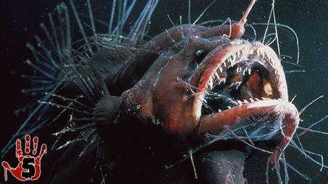 Top 5 Scariest Deep Sea Creatures Youtube