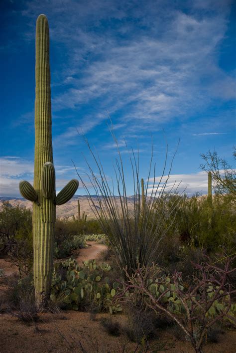 Cactus Saguaro National Park Arizona Cactus Plants Cacti Prickly