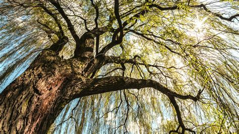 Weeping Willow The Water Companion Arbor Day Blog