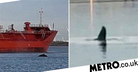 Humpback Whale Spotted Swimming In The River Thames Metro News