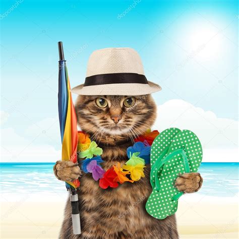 Funny Cat Going On Vacation — Stock Photo © Funnycats