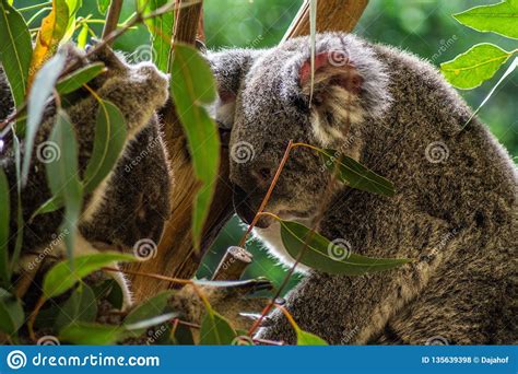 Cute Little Koala Bear On Eucalyptus Tree Stock Photo