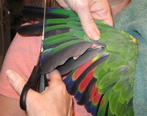 Wing Clipping Guide For Bird Owners Pethelpful
