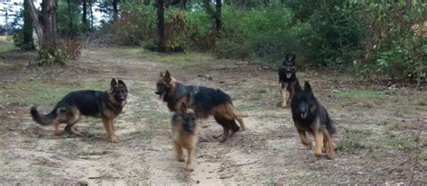 Long Haired German Shepherd Dogs At Vhr Ranch In Paige Texas German