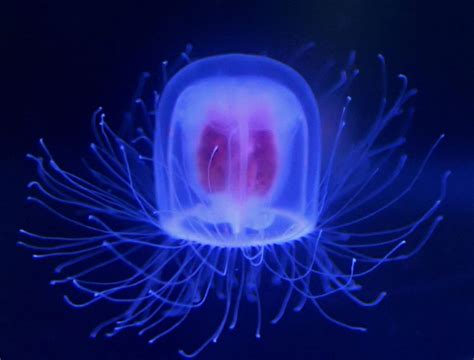 Immortal Jellyfish Rejuvenates Itself Like Benjamin Button Japan Forward