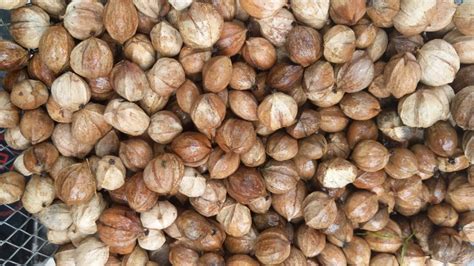 How To Crack Hickory Nuts Mast Producing Trees
