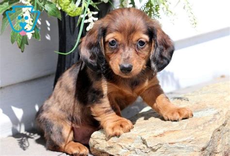 The current median price for all wire dachshunds sold is $0.00. Zeus | Dachshund - Miniature Puppy For Sale | Keystone Puppies