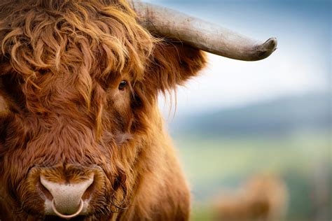 Cattle For Sale — Highland Cattle Society