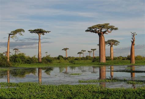 Grandidieri's Baobab - SNSH