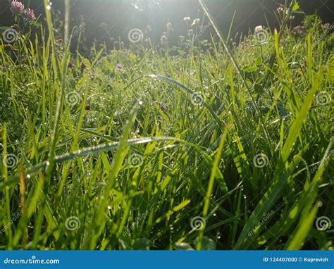 Early Morning Grass Photo Dawn Natural Summer Stock Photo Image Of