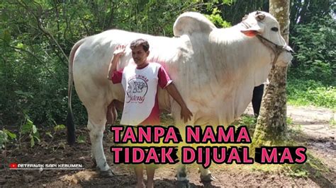 Master Sapi Po Kebumen Kumpul Farm Youtube