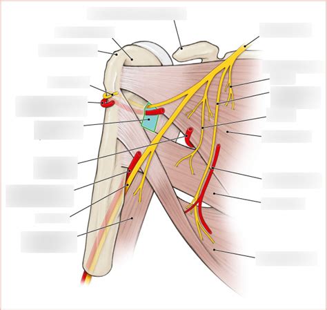 Posterior Cord Of The Brachial Plexus And Posterior Wall Of The Axilla
