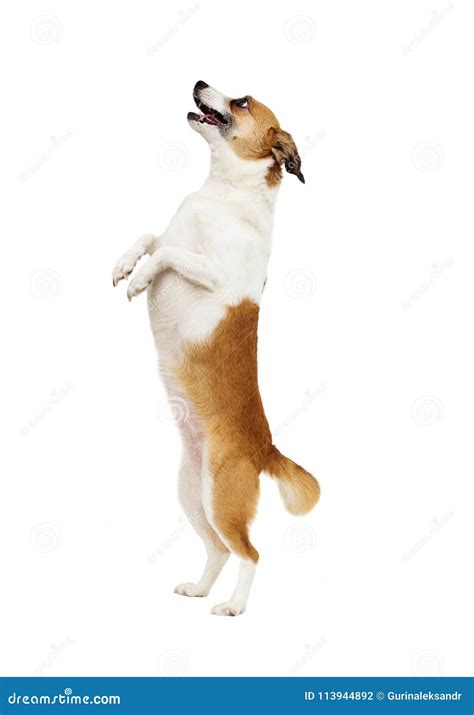 Why Do Dogs Stand On Their Hind Legs