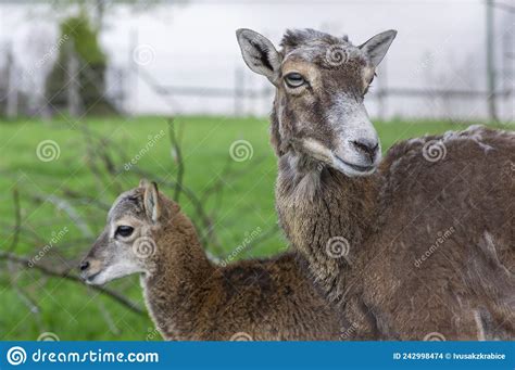 Wild Mouflon Sheep Female And One Baby Grazing On Pasture In Daylight