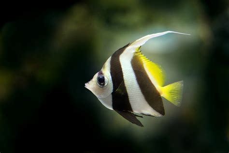 Angelfish Free Stock Photo Public Domain Pictures