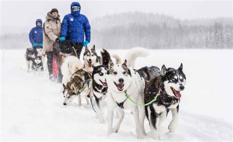 Experience Dog Sledding Swedish Lapland
