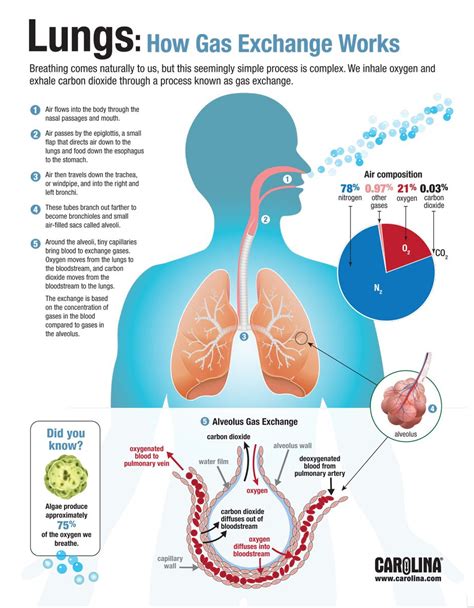 Infographic Lungs How Gas Exchange Works Human Anatomy Physiology