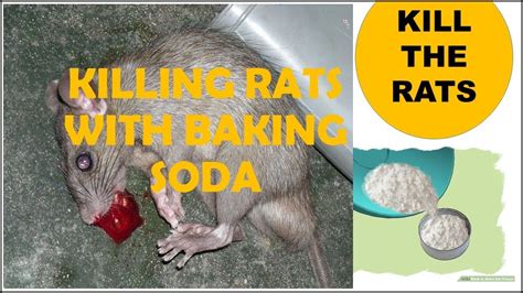 How effective is rat poison? Killing rats with baking soda is the most effective fast ...