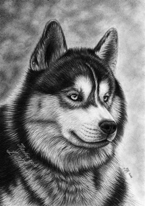 Pin By Patty Bennett On Psy Rysunek Ołówkiem Husky Drawing Dog Art