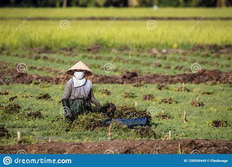 Vietnamese Workers In Rice Field Editorial Stock Image Image Of