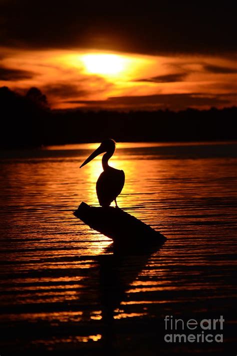 Sunset Pelican Photograph By Janet Sink Fine Art America