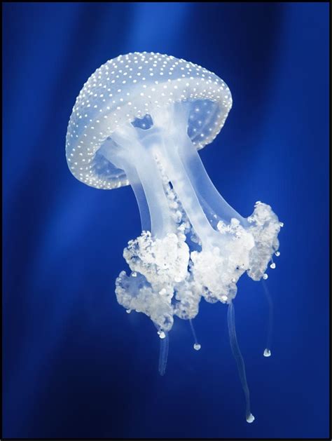 Jellyfish By Beppeverge Beautiful Sea Creatures Deep Sea Creatures