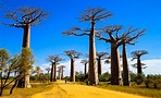 Madagascar Holidays 2022/23 | Tailor-Made | Far and Wild Travel