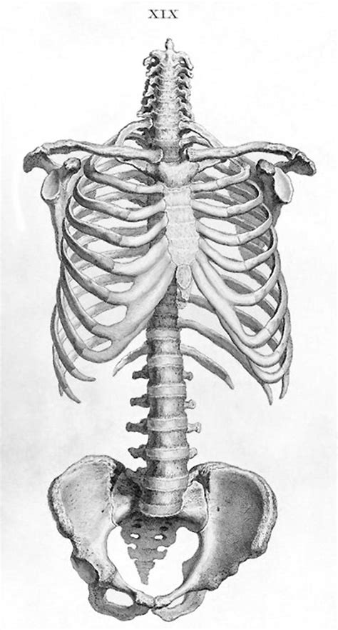 Human Skeleton Torso Ribcage And Pelvis Anatomy Drawing From William