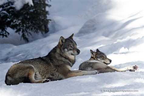Alpha Gray Wolves A Pair Of Alpha Wolves At Alpha Parc Loc Flickr