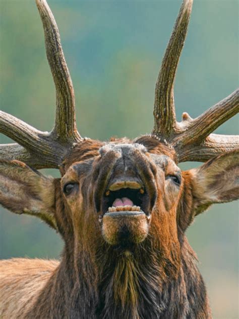 Watch A Beautiful Elk Pee All Over Their Own Face In Yellowstone A Z