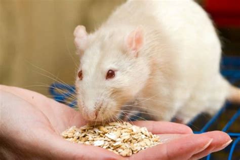 What Do Pet Rats Eat A Guide To A Healthy Diet For Rats Animallama