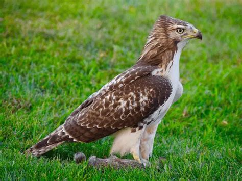 14 Types Of Texas Hawks How To Identify Them Pictures