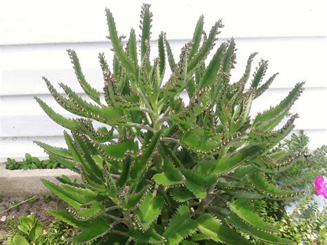How To Grow And Care For A Mother Of Thousands World Of Succulents