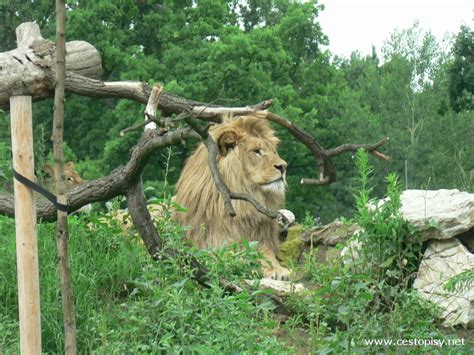 Последние твиты от zoo hodonín, cz (@zoohodonin). Zoo Hodonín - Cestopisy