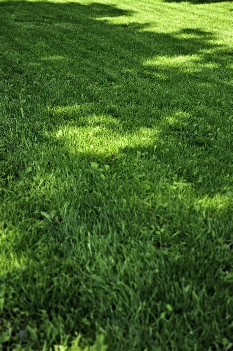 How To Make Grass Thicker And Fuller A Guide To Proper Lawn