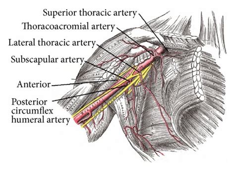 Review Of Axillary Artery Anatomy With Preferred Access Site Being