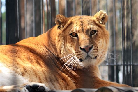 Eight Hybrid Big Cats Seized From Tiger King Park In Oklahoma Iheart