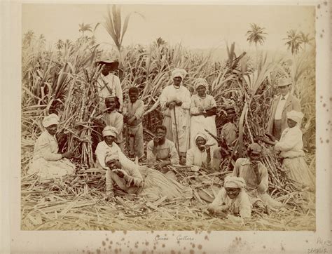 Sugar Cane Cutters In Jamaica Caribbean Understanding Slavery Initiative