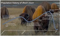 The rise and fall and rise of the buffalo | Memories of the People
