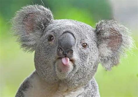 Cute Animal Tongues Pictures Of Animals With Their Tongues Sticking Out